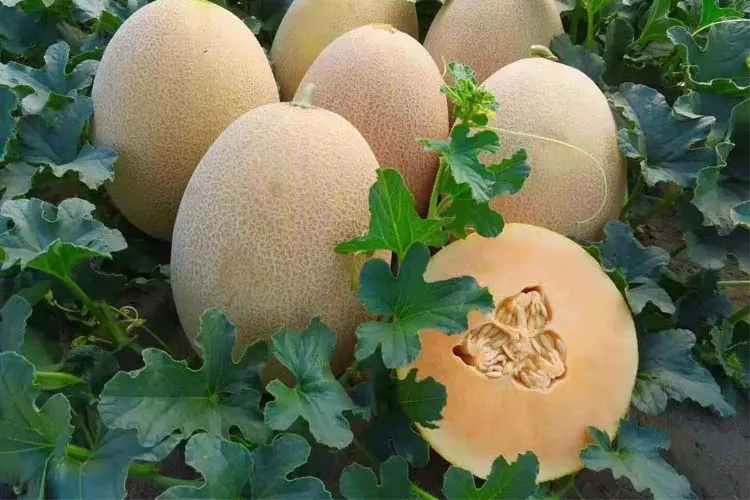 تیپ ملون آناناسی