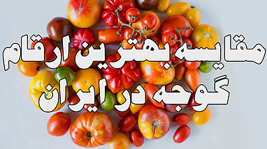 بررسی انواع تیپ های مختلف گوجه فرنگی در ایران