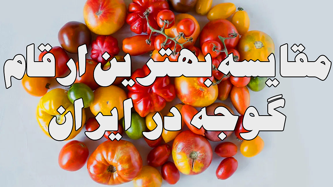 بررسی انواع تیپ های مختلف گوجه فرنگی در ایران